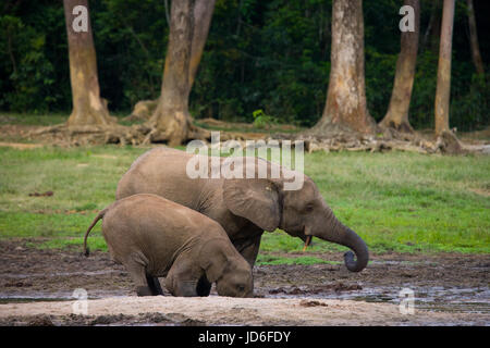 Elefant mit Baby. Zentralafrikanische Republik. Republik Kongo. Dzanga-Sangha Sonderreserve. Stockfoto