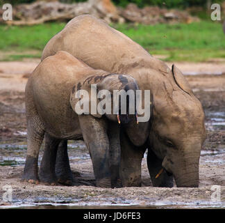 Elefant mit Baby. Zentralafrikanische Republik. Republik Kongo. Dzanga-Sangha Sonderreserve. Stockfoto