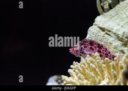 Hawkfish Cirrhitichthys Aprinus Sitzstangen auf Korallen und Sand in einem Riff gesichtet Stockfoto