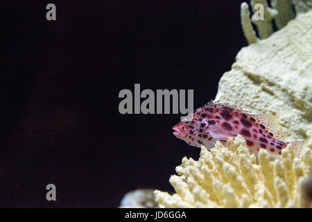 Hawkfish Cirrhitichthys Aprinus Sitzstangen auf Korallen und Sand in einem Riff gesichtet Stockfoto