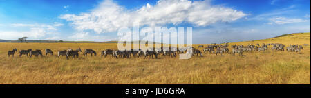 Zebras in einer Reihe zu Fuß in der Savanne in Afrika. Nationalpark Masai Mara in Kenia Stockfoto