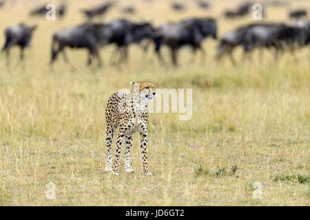 Afrikanischen Geparden, schöne Säugetier Tier. Afrika, Kenia Stockfoto