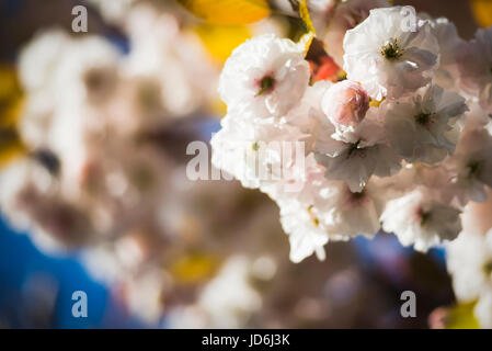 Blühende japanische Kirsche Baum Prunus Serrulata mit weißen und rosa Blüten auf AST gegen blauen Himmel, die von der Morgensonne beleuchtet Stockfoto