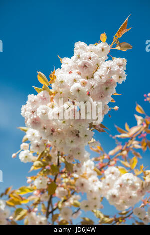 Blühende japanische Kirsche Baum Prunus Serrulata mit weißen und rosa Blüten auf AST gegen blauen Himmel, die von der Morgensonne beleuchtet Stockfoto