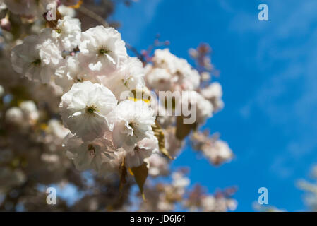 Blühende japanische Kirsche Baum Prunus Serrulata mit weißen und rosa Blüten auf AST gegen blauen Himmel, die von der Morgensonne beleuchtet Stockfoto