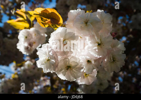 Blühende japanische Kirsche Baum Prunus Serrulata mit weißen und rosa Blüten auf AST gegen blauen Himmel, die von der Morgensonne beleuchtet Stockfoto