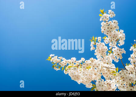 Blühende japanische Kirsche Baum Prunus Serrulata mit weißen und rosa Blüten auf AST gegen blauen Himmel, die von der Morgensonne beleuchtet Stockfoto