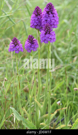 Blütenstände der Pyramiden-Orchidee (Anacamptis Pyramidalis). Roggen-Hafen-Naturschutzgebiet. Rye, Sussex, UK Stockfoto