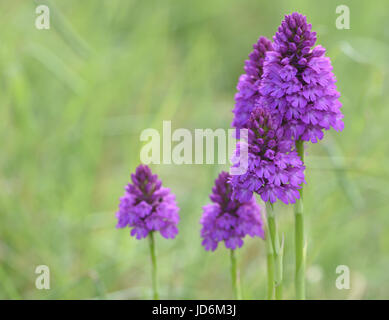 Blütenstände der Pyramiden-Orchidee (Anacamptis Pyramidalis). Roggen-Hafen-Naturschutzgebiet. Rye, Sussex, UK Stockfoto