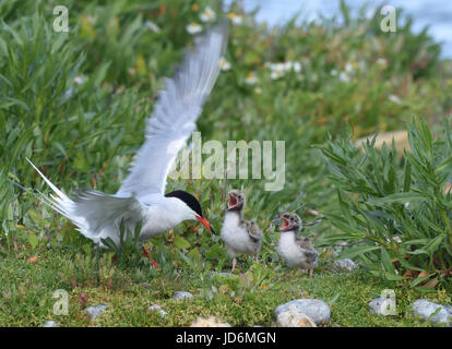 Eine Seeschwalbe (Sterna Hirundo) bringt zwei anspruchsvolle Küken Essen. Roggen-Hafen-Naturschutzgebiet. Rye, Sussex, UK Stockfoto