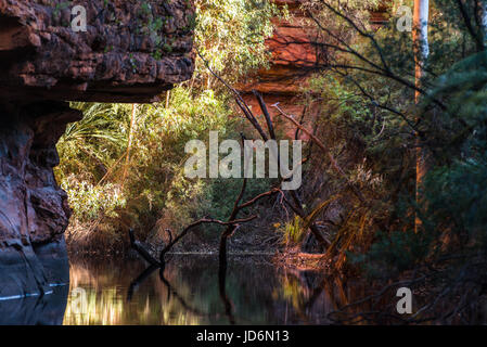 Der Garten Eden am Kings Canyon im Northern Territory, Australien. Stockfoto