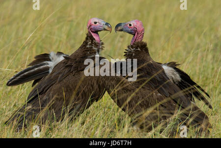 Raubvögel sitzen auf dem Boden. Kenia. Tansania. Safari. Ostafrika. Stockfoto