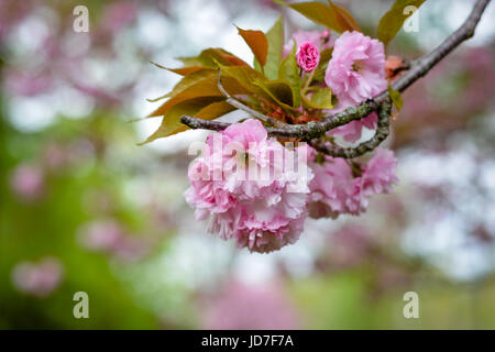 Isolierte Kirschblüten hängen von einem Kirschbaum in einem park Stockfoto