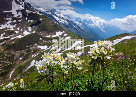 Wilde Anemonen oder blasse Küchenschellen über Col de Balme, Chamonix Stockfoto