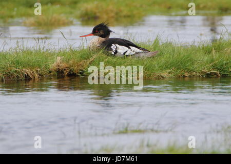 Männlich Red-breasted merganser Mergus serrator auf Loch Flotte in Schottland, Großbritannien Stockfoto
