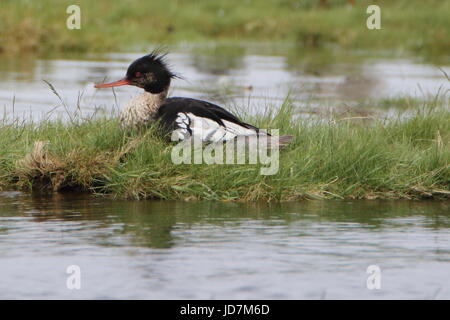 Männlich Red-breasted merganser Mergus serrator auf Loch Flotte in Schottland, Großbritannien Stockfoto