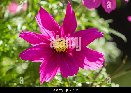 Lebendigen Kosmos rosa Blüten mit leuchtend gelben Zentren Stockfoto