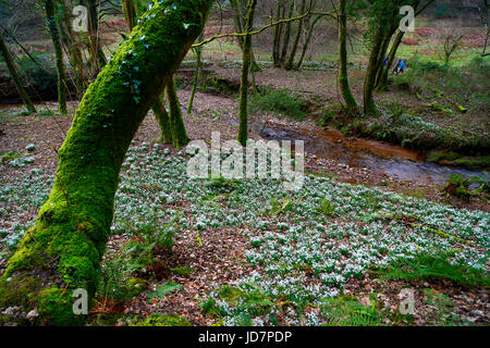 Snowdrop Tal nahe Wheddon Cross auf Exmoor, Somerset. Stockfoto