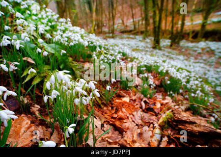 Snowdrop Tal nahe Wheddon Cross auf Exmoor, Somerset. Stockfoto