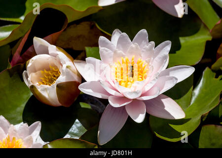 Dies ist ein Bild einer Honigbiene sammeln Pollen auf einem Lotus in einem Seerosenteich. Erfasst einen formalen Garten in San Francisco, Kalifornien. Stockfoto