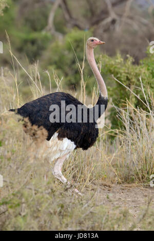 Männchen der afrikanischen Strauß (Struthio Camelus) in nationale Reserve Park in Kenia Stockfoto