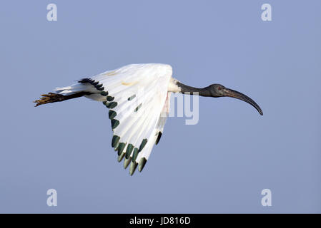 Afrikanische Sacred Ibis (Threskiornis Aethiopicus) im Flug an einem Damm in Südafrika Stockfoto