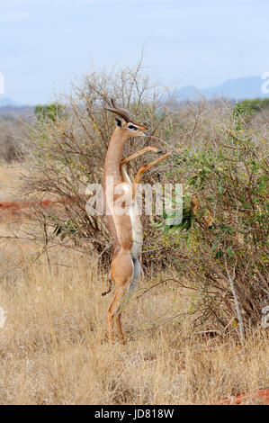 Gerenuk stehen aufrecht bis erreichen lässt, Nationalpark in Kenia, Afrika Stockfoto