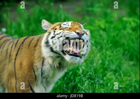 Amur-Tiger auf ein Geass in Sommertag Stockfoto