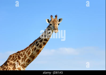 Giraffe Savanne im Nationalpark Afrikas Stockfoto
