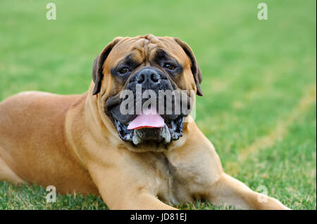 Eng English Mastiff Hund grünen Sommer Gras Stockfoto