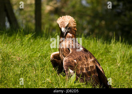 Steinadler thront auf einem Kaninchen in Schottland Stockfoto