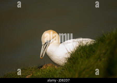 Gannet thront auf einer Klippe mit einem Stein in den Schnabel Stockfoto