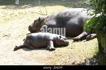 Baby-West African Pygmy Hippopotamus (Hexaprotodon Liberiensis, Choeropsis Liberiensis) zum Entspannen in der Sonne zusammen mit seiner Mutter. Stockfoto