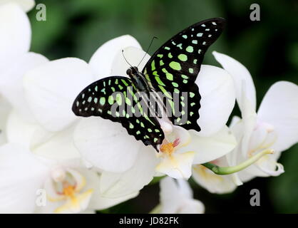 South Asian Tailed grün Jay Schmetterling (Graphium Agamemnon) aka grüne Dreieck oder grün gefleckten Dreieck. Stockfoto