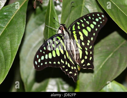 South Asian Tailed grün Jay Schmetterling (Graphium Agamemnon) aka grüne Dreieck oder grün gefleckten Dreieck. Stockfoto