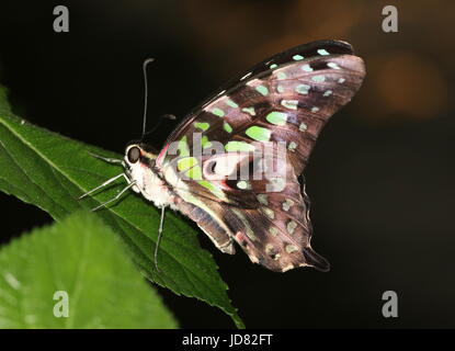 South Asian Tailed grün Jay Schmetterling (Graphium Agamemnon) aka grüne Dreieck oder grün gefleckten Dreieck. Stockfoto