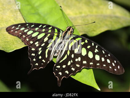 South Asian Tailed grün Jay Schmetterling (Graphium Agamemnon) aka grüne Dreieck oder grün gefleckten Dreieck. Stockfoto