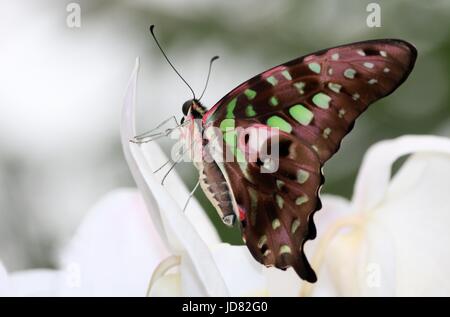 South Asian Tailed grün Jay Schmetterling (Graphium Agamemnon) aka grüne Dreieck oder grün gefleckten Dreieck. Stockfoto