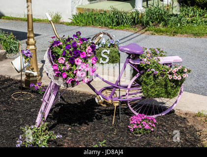 Vintage-Stil Gartenfahrrad gemalt Lavendel und dekoriert mit Topfblumen, Lancaster County, Pennsylvania, USA, US, Blumen im Fahrrad, Blumentöpfe Stockfoto