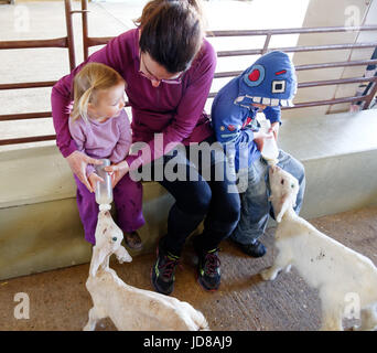 Zwei Kinder mit der Flasche füttern Baby Ziegen an Putlake Adventure Farm in der Nähe von Swanage, Dorset Stockfoto