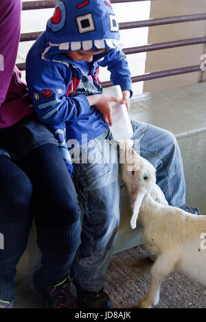 Eine lachende Junge (5 Jahre alt) das Füttern mit der Flasche eine Ziege an Putlake Adventure Farm nr in Swanage, Dorset Stockfoto