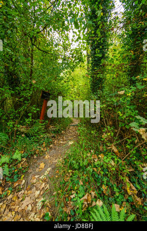 Leere Wanderweg führt durch dichten grünen Wald mit Blättern am Boden, Belgien. Belgien-Europa Stockfoto