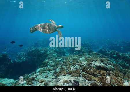 Eine grüne Meeresschildkröte unter Wasser schwimmt über ein Korallenriff, Außenriff Pazifik Insel Huahine, Französisch-Polynesien Stockfoto