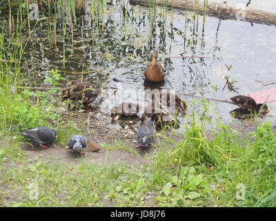 Tauben und eine Brut von Wildenten picken das Brot. Ente Enten beobachten. Der See in der Stadt Park. Vögel schießen. Stockfoto