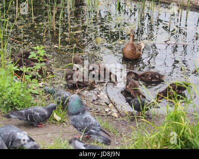 Tauben und eine Brut von Wildenten picken das Brot. Ente Enten beobachten. Der See in der Stadt Park. Vögel schießen. Stockfoto