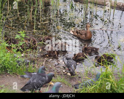 Tauben und eine Brut von Wildenten picken das Brot. Ente Enten beobachten. Der See in der Stadt Park. Vögel schießen. Stockfoto