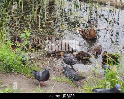 Tauben und eine Brut von Wildenten picken das Brot. Ente Enten beobachten. Der See in der Stadt Park. Vögel schießen. Stockfoto