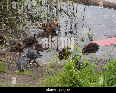 Tauben und eine Brut von Wildenten picken das Brot. Ente Enten beobachten. Der See in der Stadt Park. Vögel schießen. Stockfoto