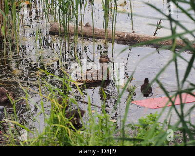 Tauben und eine Brut von Wildenten picken das Brot. Ente Enten beobachten. Der See in der Stadt Park. Vögel schießen. Stockfoto