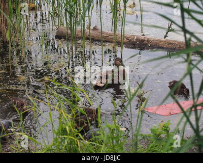 Tauben und eine Brut von Wildenten picken das Brot. Ente Enten beobachten. Der See in der Stadt Park. Vögel schießen. Stockfoto